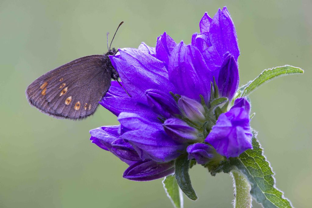 Erebia albergana (Nymphalidae Satyrinae)